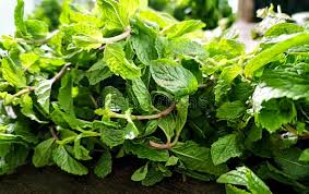 Mint leaves (Pudina)